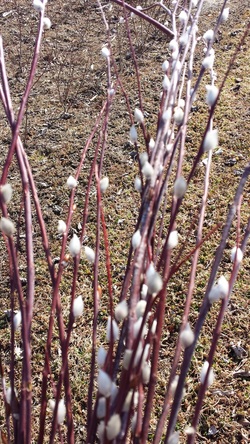 Silver Catkins