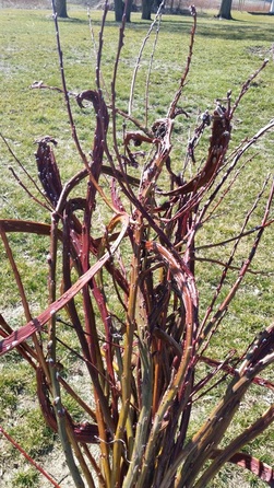 Pussy Willow Branches