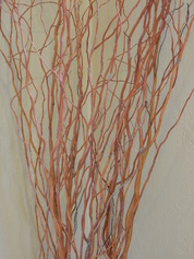 Curly willow stems