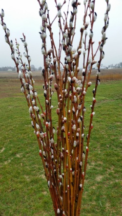 Pussy Willow Stems